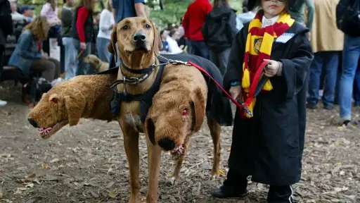 Halloween ,Caroline Spivack