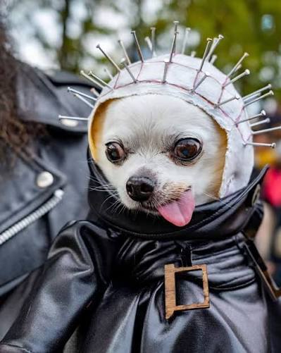 Halloween - 